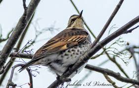 Image result for Turdus eunomus