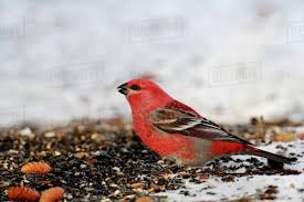 Image result for Pinicola enucleator