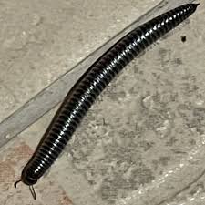 Attēlu rezultāti vaicājumam “Ommatoiulus sabulosus aimatopodus”