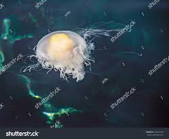 Image result for Phacellophora camtschatica