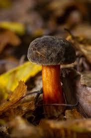 Attēlu rezultāti vaicājumam “Sutorius luridiformis”