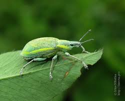 Attēlu rezultāti vaicājumam “Chlorophanus viridis”
