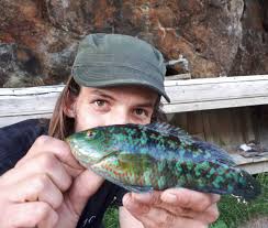 Image result for Symphodus melops