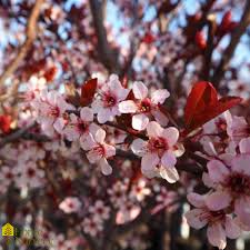 Attēlu rezultāti vaicājumam “Prunus cerasifera”