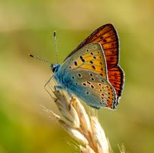 Attēlu rezultāti vaicājumam “Lycaena alciphron”