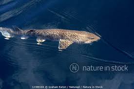 Image result for Scyliorhinus stellaris