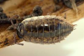 Attēlu rezultāti vaicājumam “Ligidium hypnorum”