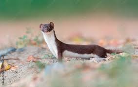 Attēlu rezultāti vaicājumam “Mustela nivalis adult”