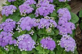 Image result for Ageratum mexicanum
