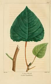 Attēlu rezultāti vaicājumam “Populus x gileadensis leaf”