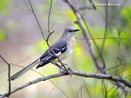 Image result for Mimus polyglottos