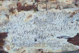 Attēlu rezultāti vaicājumam “Anomoporia bombycina”