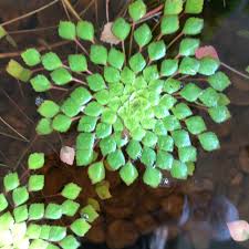 Attēlu rezultāti vaicājumam “Trapa natans”