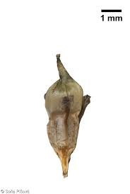 Attēlu rezultāti vaicājumam “Sparganium erectum aggr.”