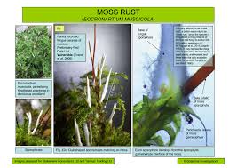 Attēlu rezultāti vaicājumam “Eocronartium muscicola”
