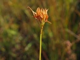 Attēlu rezultāti vaicājumam “Rhynchospora alba flower”