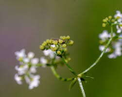 Attēlu rezultāti vaicājumam “Galium rivale fruit”