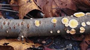 Attēlu rezultāti vaicājumam “Postia undosa”