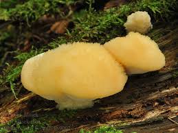 Attēlu rezultāti vaicājumam “Climacocystis borealis”