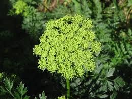 Attēlu rezultāti vaicājumam “Cenolophium denudatum”