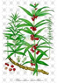 Attēlu rezultāti vaicājumam “Polygonatum verticillatum leaf”