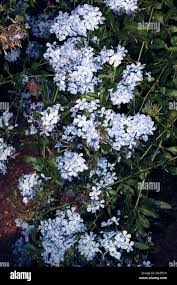 Attēlu rezultāti vaicājumam “Plumbaginaceae”