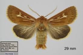 Attēlu rezultāti vaicājumam “Cerapteryx graminis”