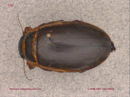 Attēlu rezultāti vaicājumam “Dytiscus marginalis”