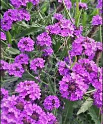 Image result for Verbena officinalis