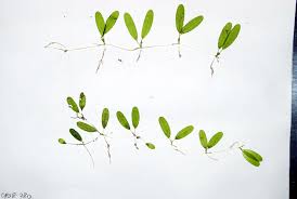 Attēlu rezultāti vaicājumam “Hydrocharitaceae”