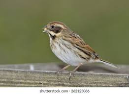 Attēlu rezultāti vaicājumam “Emberiza schoeniclus eggs”