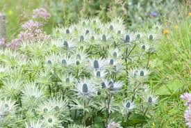 Image result for Alpendistel