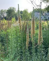 Image result for Digitalis ferruginea