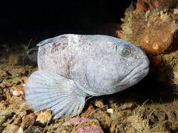 Image result for Anarhichas denticulatus