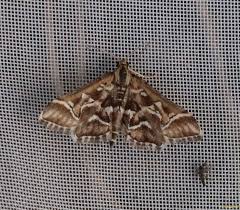 Attēlu rezultāti vaicājumam “Diasemia reticularis”