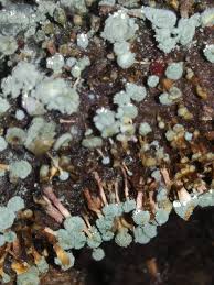 Attēlu rezultāti vaicājumam “Penicillium vulpinum”