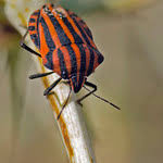 Attēlu rezultāti vaicājumam “Graphosoma lineatum”