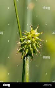 Attēlu rezultāti vaicājumam “Carex echinata”