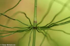 Attēlu rezultāti vaicājumam “Equisetum pratense”