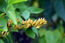 Attēlu rezultāti vaicājumam “Syringa vulgaris fruit”