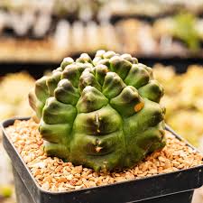 Image result for Gymnocalycium