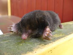 Attēlu rezultāti vaicājumam “Talpa europaea”