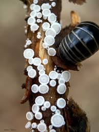 Attēlu rezultāti vaicājumam “Lachnum corticale”