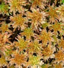 Attēlu rezultāti vaicājumam “Sphagnum wulfianum”