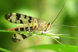 Attēlu rezultāti vaicājumam “Panorpa communis imago”