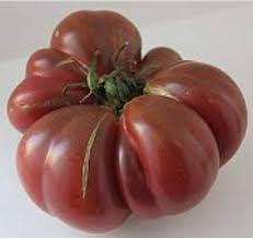Afbeeldingsresultaat voor purple calabash tomato