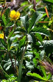 Attēlu rezultāti vaicājumam “Potentilla reptans flower”