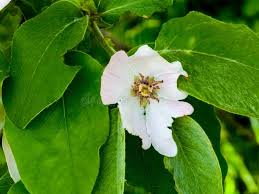 Attēlu rezultāti vaicājumam “Cydonia oblonga flower”