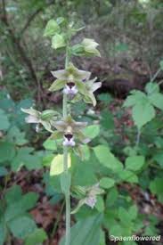 Attēlu rezultāti vaicājumam “Epipactis helleborine flower”