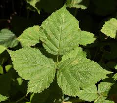 Attēlu rezultāti vaicājumam “Rubus caesius fruit”